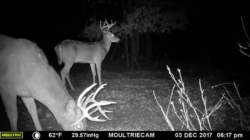 Moultrie P-120i Trail/Game Camera - image 5 from the video